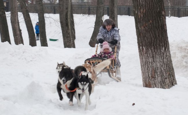 Катание на хаски в Казани. Ultra Подарки. Катание на хаски в Казани. Попробуйте Катание на хаски. Сервис: UltraPodarki.ru 8 800 505 95 30. Катание на хаски Казань, Катание на хаски в Казани, хаски, животные в Казани, 