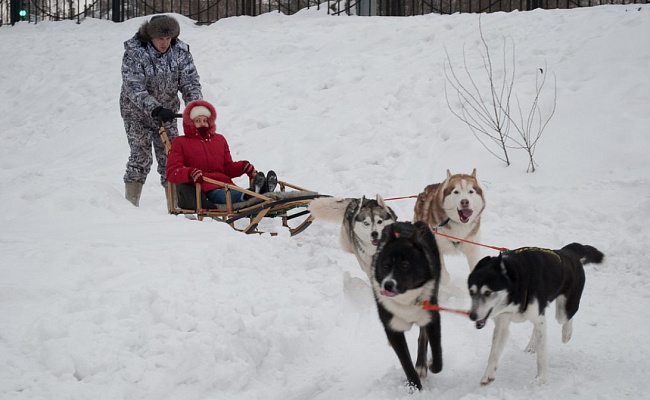 Катание на хаски в Казани. Ultra Подарки. Катание на хаски в Казани. Попробуйте Катание на хаски. Сервис: UltraPodarki.ru 8 800 505 95 30. Катание на хаски Казань, Катание на хаски в Казани, хаски, животные в Казани, 