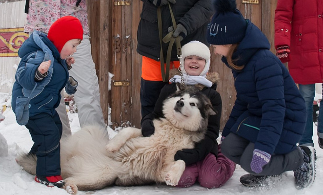 Катание на хаски в Казани. Ultra Подарки. Катание на хаски в Казани. Попробуйте Катание на хаски. Сервис: UltraPodarki.ru 8 800 505 95 30. Катание на хаски Казань, Катание на хаски в Казани, хаски, животные в Казани, 