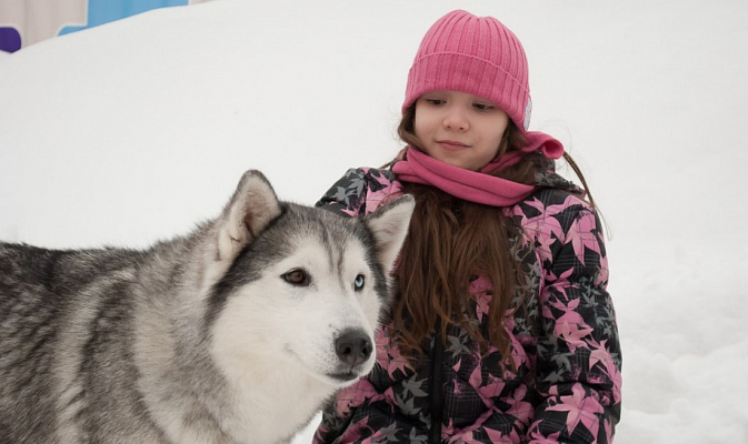 Катание на хаски в Казани. Ultra Подарки. Катание на хаски в Казани. Попробуйте Катание на хаски. Сервис: UltraPodarki.ru 8 800 505 95 30. Катание на хаски Казань, Катание на хаски в Казани, хаски, животные в Казани, 