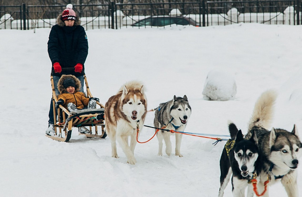 Катание на хаски в Казани. Ultra Подарки. Катание на хаски в Казани. Попробуйте Катание на хаски. Сервис: UltraPodarki.ru 8 800 505 95 30. Катание на хаски Казань, Катание на хаски в Казани, хаски, животные в Казани, 