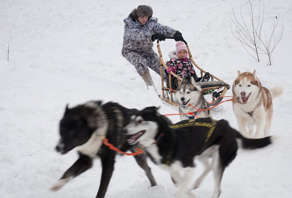 Катание на хаски в Казани. Ultra Подарки. Катание на хаски в Казани. Попробуйте Катание на хаски. Сервис: UltraPodarki.ru 8 800 505 95 30. Катание на хаски Казань, Катание на хаски в Казани, хаски, животные в Казани, 