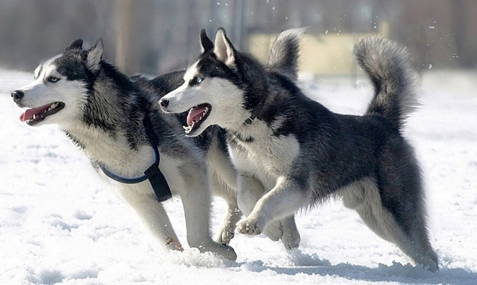 Катание на хаски в Казани. Ultra Подарки. Катание на хаски в Казани. Попробуйте Катание на хаски. Сервис: UltraPodarki.ru 8 800 505 95 30. Катание на хаски Казань, Катание на хаски в Казани, хаски, животные в Казани, 