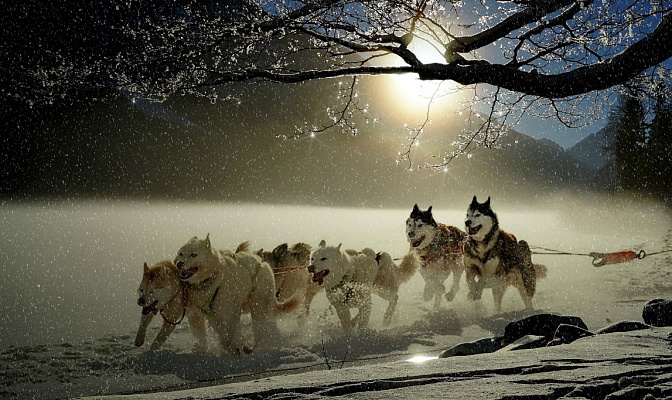 Катание на хаски в Казани. Ultra Подарки. Катание на хаски в Казани. Попробуйте Катание на хаски. Сервис: UltraPodarki.ru 8 800 505 95 30. Катание на хаски Казань, Катание на хаски в Казани, хаски, животные в Казани, 