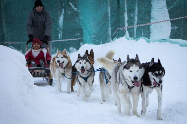Катание на хаски в Казани. Ultra Подарки. Катание на хаски в Казани. Попробуйте Катание на хаски. Сервис: UltraPodarki.ru 8 800 505 95 30. Катание на хаски Казань, Катание на хаски в Казани, хаски, животные в Казани, 